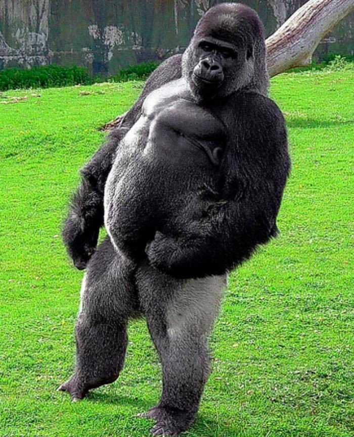 동물들의 근육