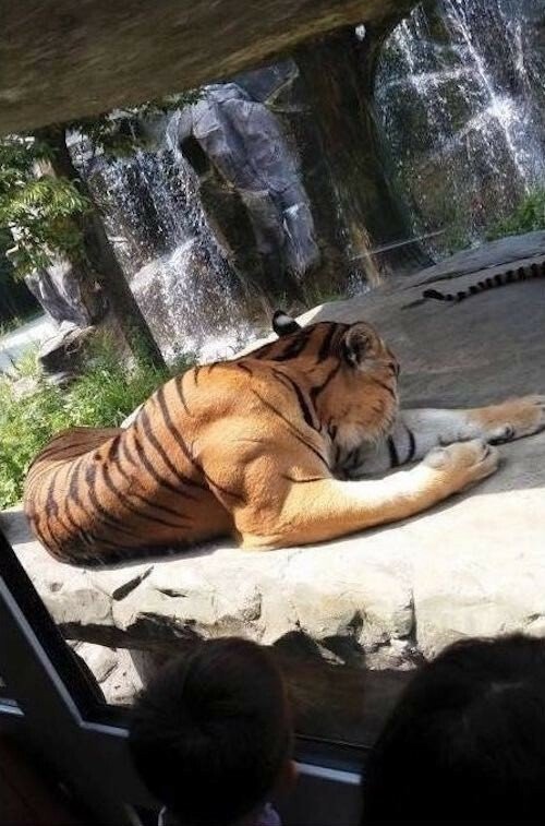 동물들의 근육