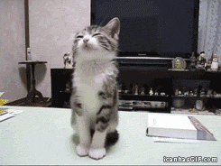 2887389151_ZuqtB7Q8_925cfa5307eab9dfd9c0c5117976e3bd4735c42e.gif