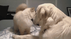 2887390953_z95Jk4mA_47892ca2e96f46d3605a1b543973f0b99c3dc6a5.gif