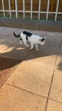 2887388519_LcQYJoeW_5ae6e221de3f38bbca55d3d3faef89f73e3e0656.gif