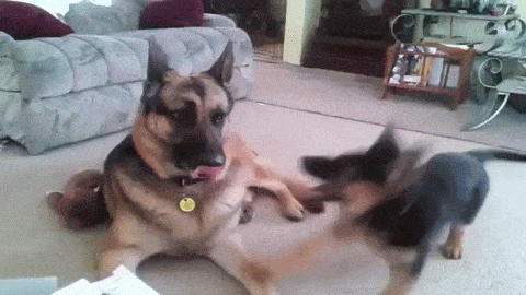 2887388519_kf7ZeqEx_bb4571a092d11cfc17bb82363cf554b58df6a6a7.gif