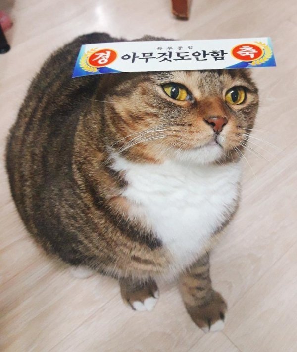 2887389385_iKBVC2rP_223875367b58b130bceb632f0a35b006773df3f1.jpeg