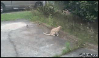 2949071759_pgvqnWML_8bd6c463e6937f574a6e8ea9dbf3da1fa516f458.gif