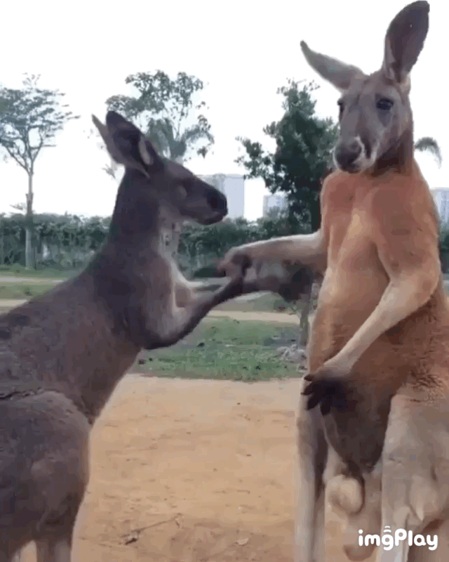 2949071780_E3LnuH1a_f48059f2fafee76775f2b4e854b3833da4fa8c7e.gif