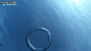 2949071780_PDuodE0p_7c1949ebe150edaba85812bf2f99ea230205e903.gif