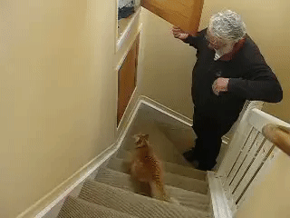 2949071780_fIMG0l5b_486700aa77bcfd0ce0fece2fc80e0f8a48eaecc6.gif