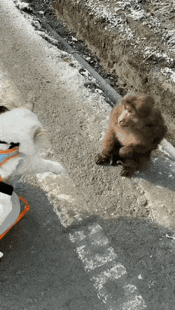 991354762_R2c5sdVI_2cc75dea1b8c28de86d048fee468ef17c8cdcbfe.gif