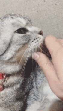 991354762_kpx2iWIj_2b4034726df995dbeeccfa7e9469d136c8ee2f9c.gif