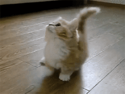 1028593893_d5soa1Az_eb544c5a218e6a0291fac18b7ce4d8e5b3aef86b.gif