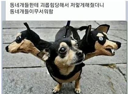 우리 강아지를 위해서