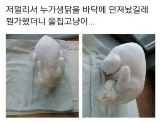 바닥에 생닭을