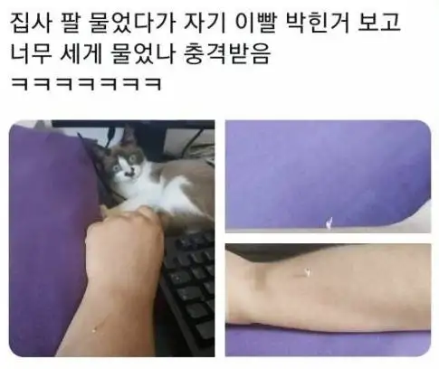 집사 팔 크앙 해버린 냥이