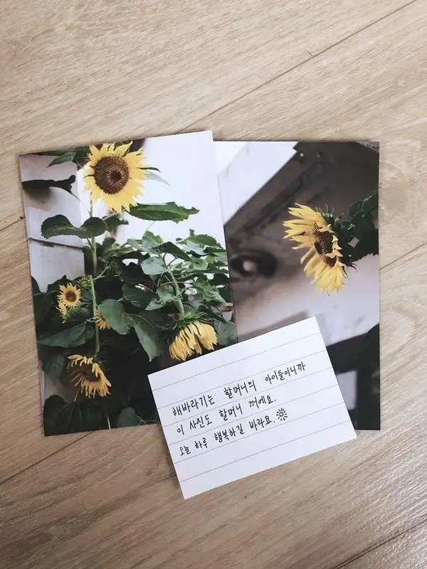 할머니 집 앞에 해바라기 사진 두고간..