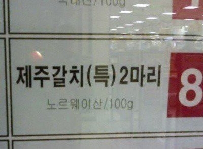 ㅈㅈ갈치