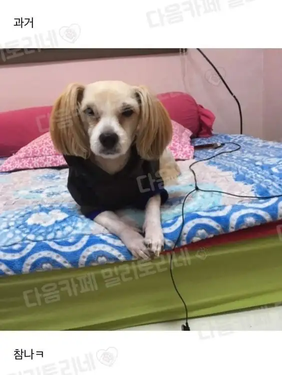 댕댕이의 과거