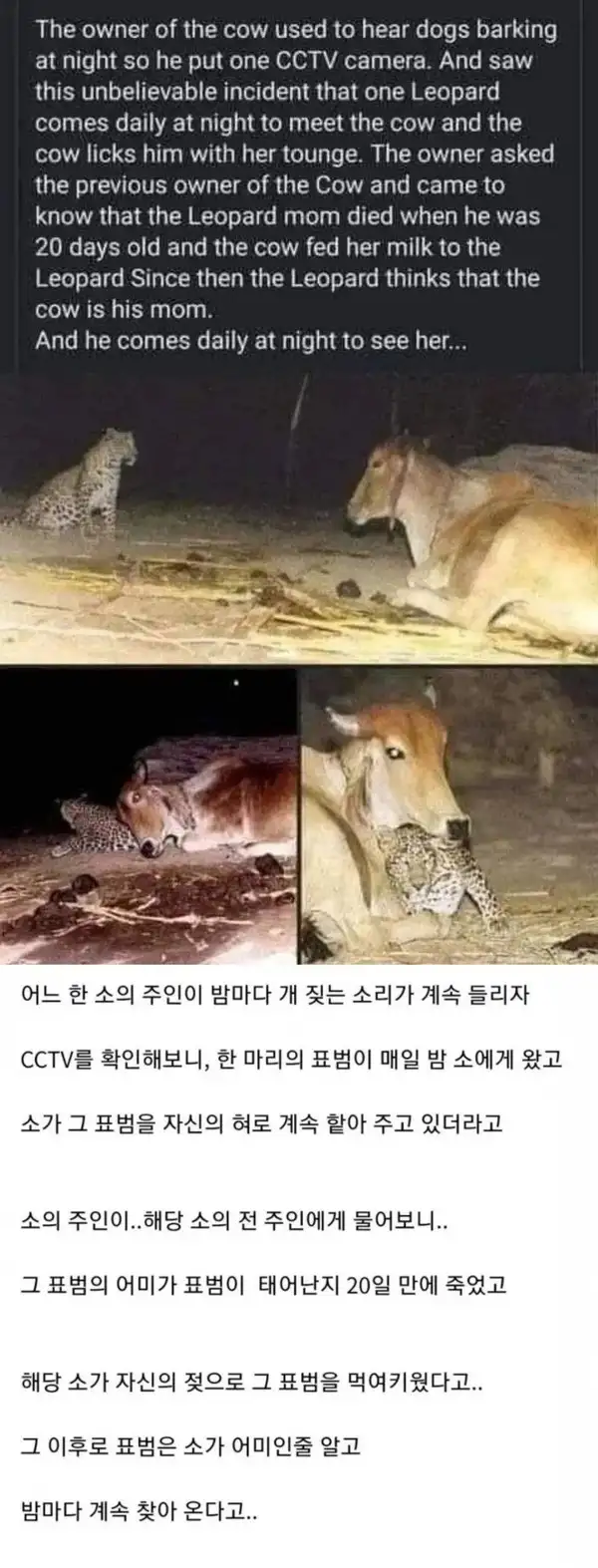 소를 찾아온 표범
