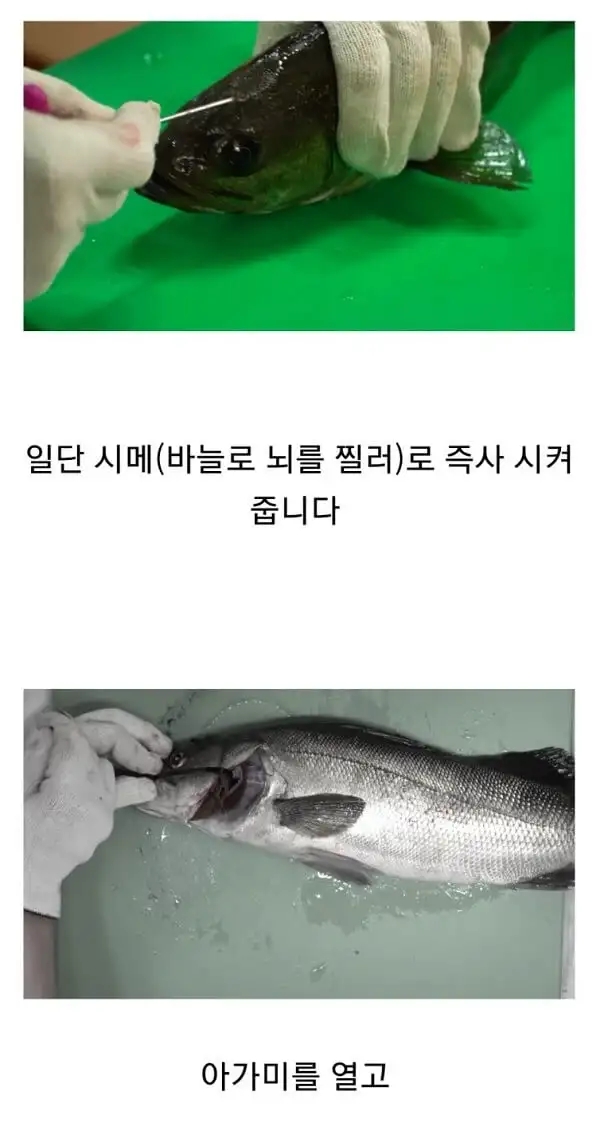 ㅊㄱ의사가 밝힌 회 맛나게 먹기