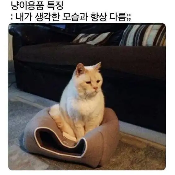 냥이용품 특