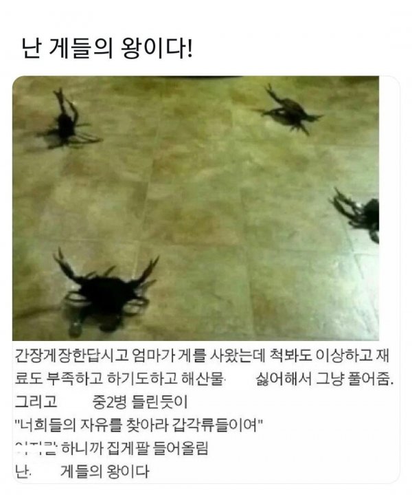 게들의 왕