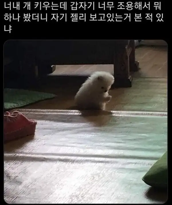 댕댕이가 조용했던