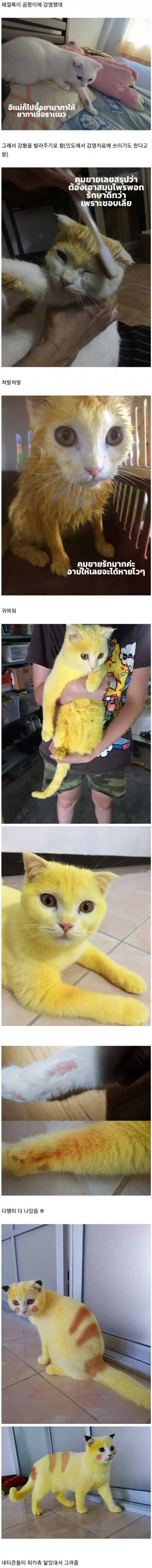 ㅇㄷ식 냥이 피부병 치료하는