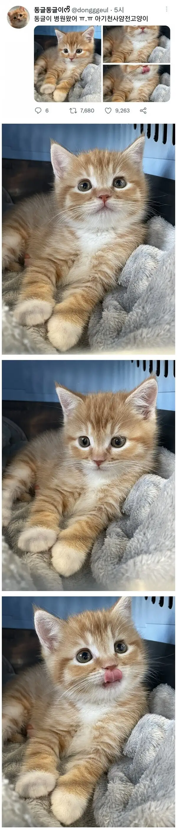 트윗에서 핫하단 냥이