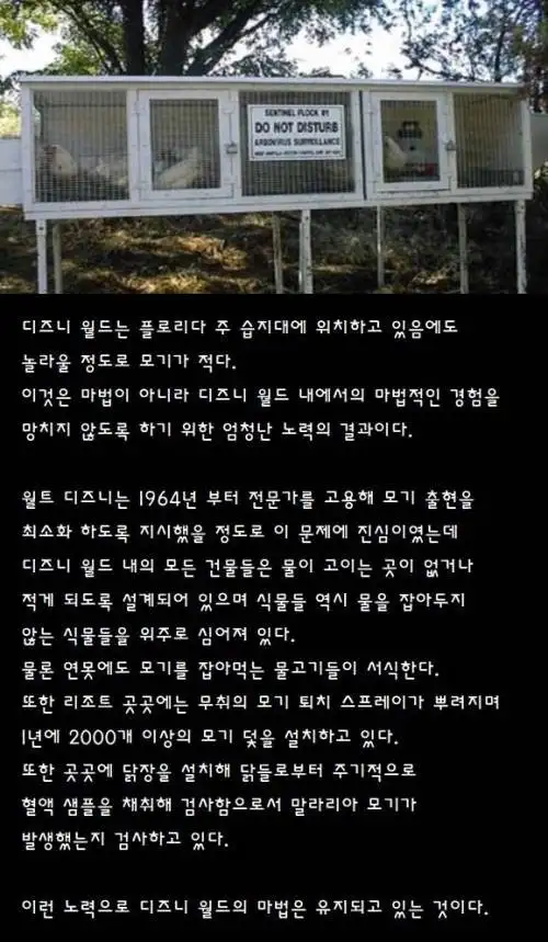 디즈니에 모기가없는
