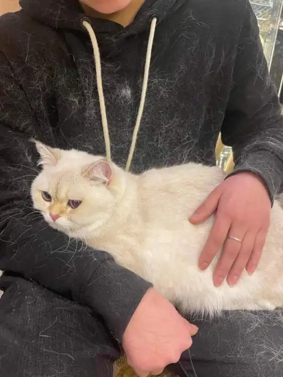 냥이 키우는 사람들의 공감