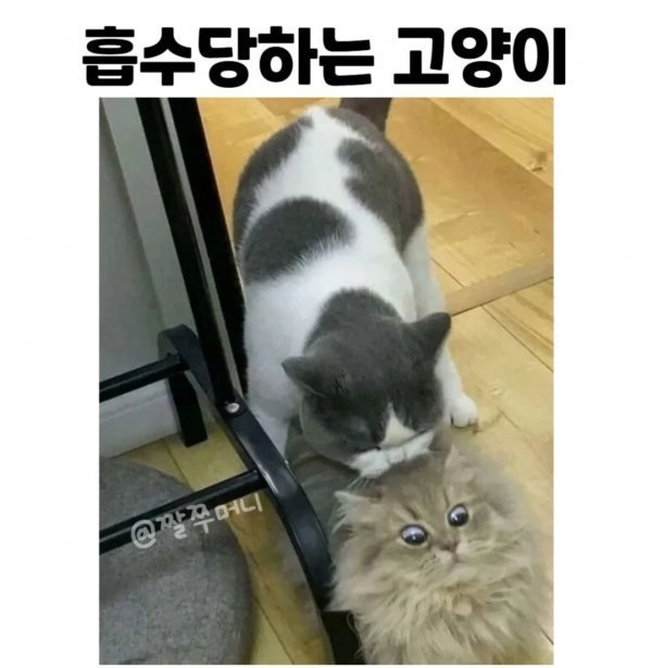 흡수당하는 냥이