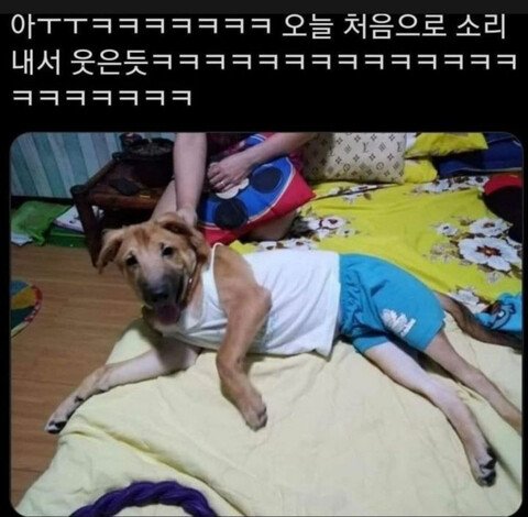 아빠가 우리집 개한테 내 옷