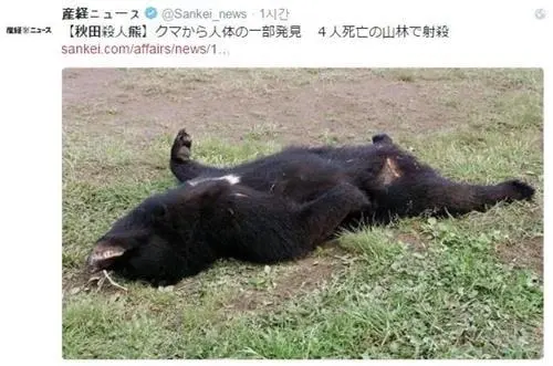 사람 공격한 반달곰 사살ㄷㄷㄷ